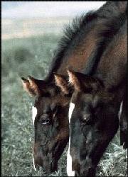 Equine Dental graphic